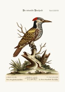 斑点を付けられたインドのキツツキ、1749-73
